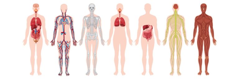anatomy-blog