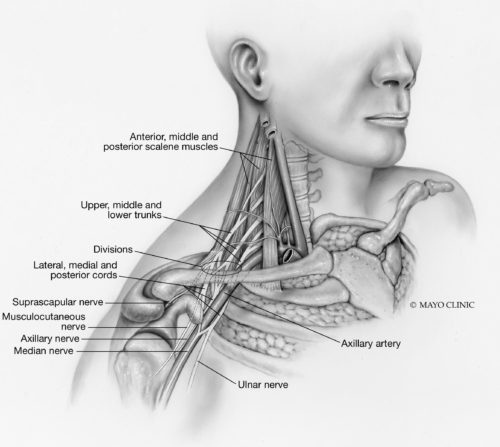 The brachial plexus.